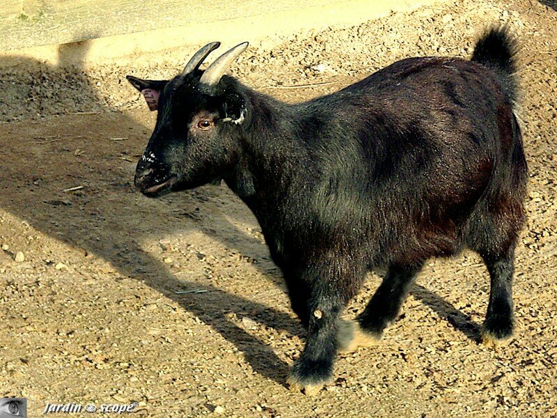 Chévre d'Afrique