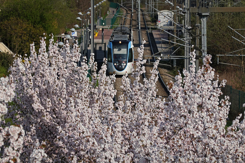 Tram Sakura Bondy 7