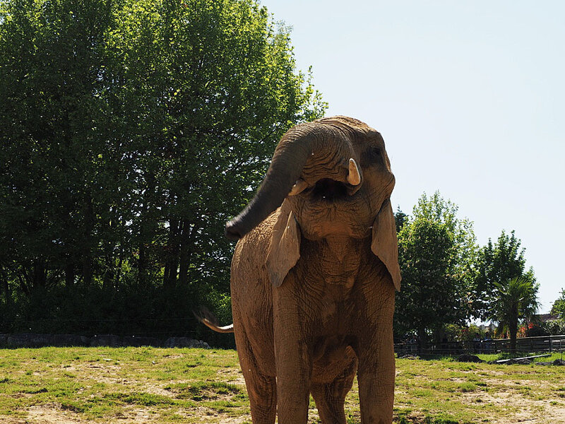 zoo-beauval-animaux-elephants-20