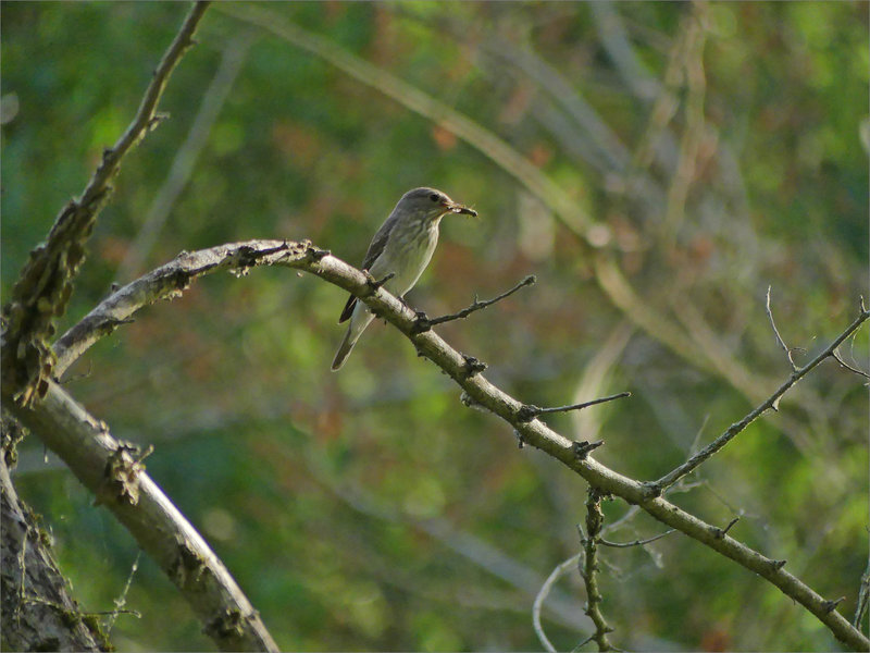 Roussille 170622 5 oiseau gobe mouche gris proie ym