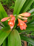 Il__tait_une_fois_un_pauvre_Clivia_002