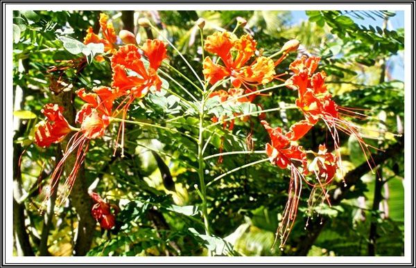 FLEURS ROUGES SPLENDIDES