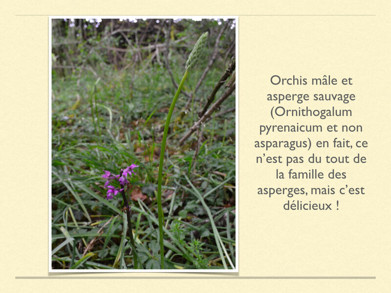 asperges et orchidées