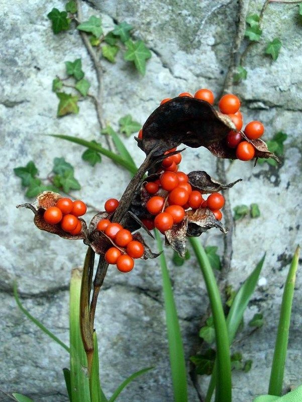 Graines d'iris fétide 2