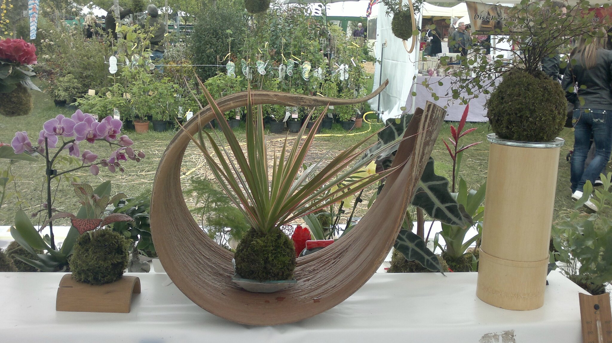 ensemble feuille de palmier kokedama - 34 euros