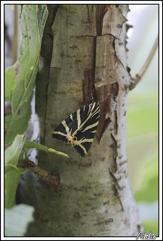 Ecaille chinée appelée aussi Callimorphe (Euplagia quadripunctaria), considéré comme un papillon de nuit..mais qui vole aussi bien de jour !