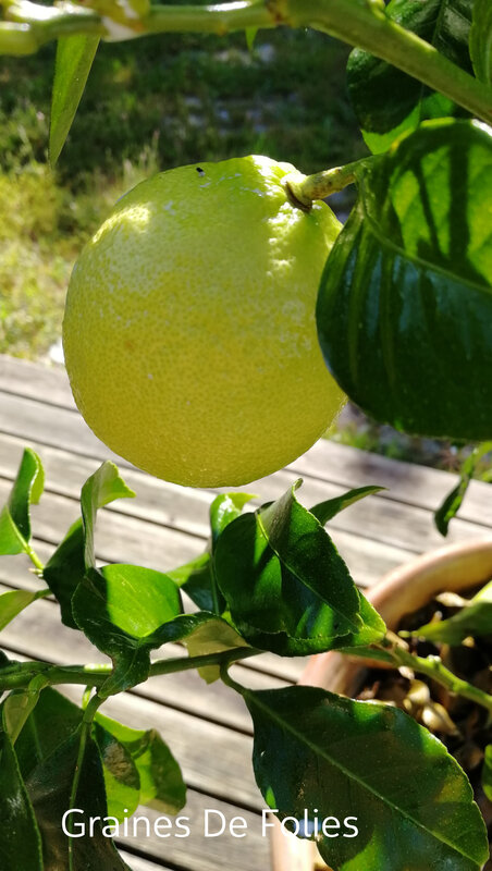 citron sur mon arbre