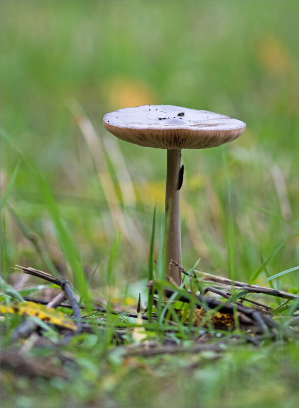 Automne champignon limace 121118