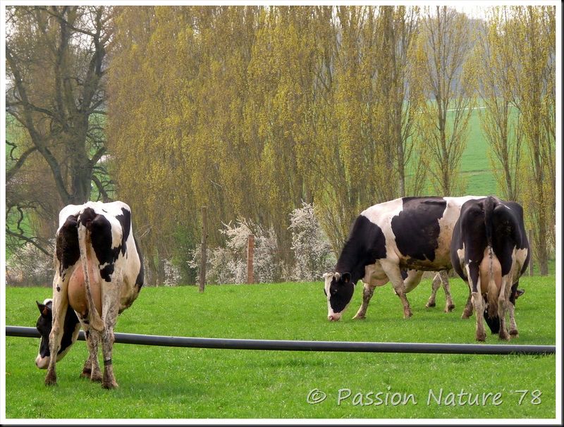 La vache Prim'Holstein (18)