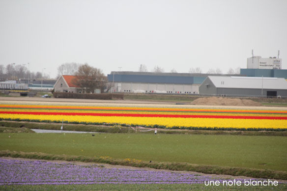 Keukenhof_champs