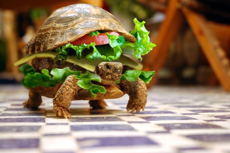 tortueburger