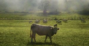 Visuel-Le-Gros-la-vache-et-le-mainate_carrousel