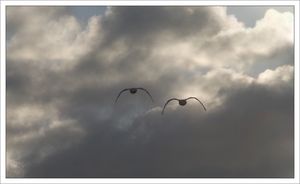 QM_cygnes_noel_vol_251209