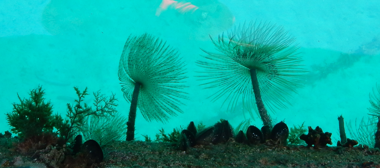 Spirographes sur le catway Ajaccio 231215