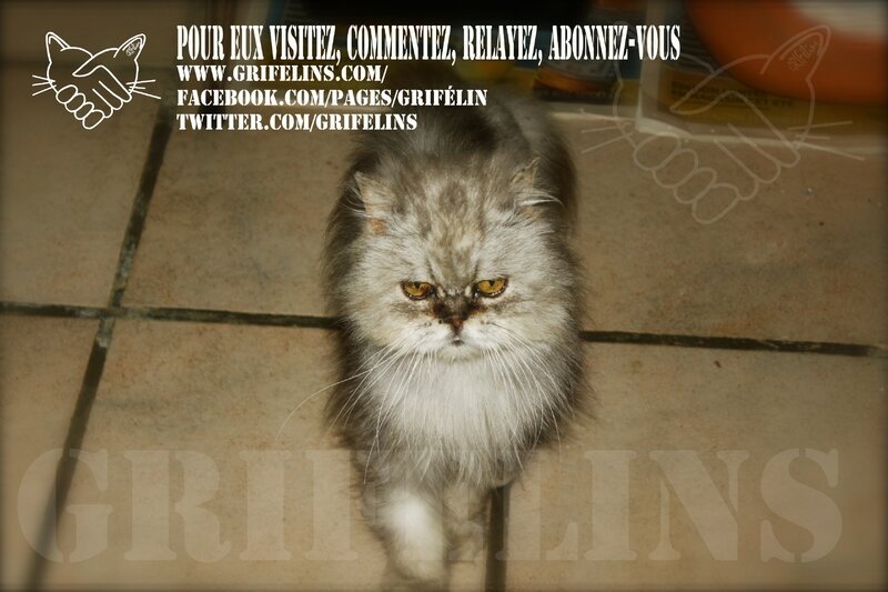 TrickyGrifelins