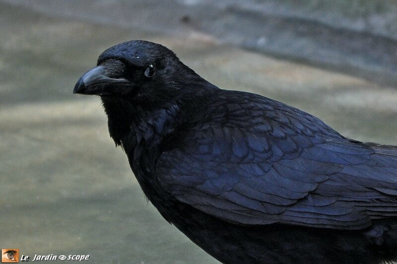 Corneille noire • Corvus corone • Famille des Corvidae