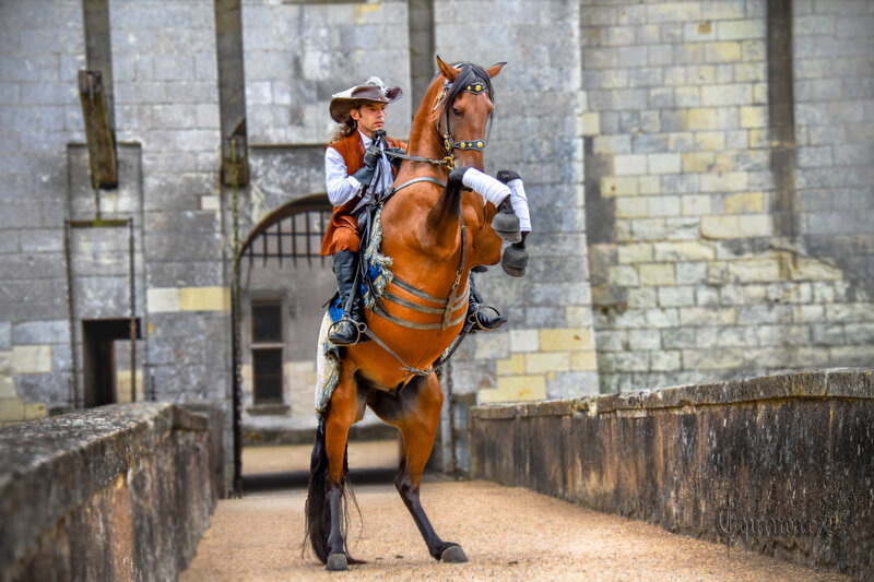 Cie Capalle château Plessis Bourré L'Histoire de l'équitation et du cheval le dressage du Cheval de selle (5)