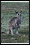 aussie_0617