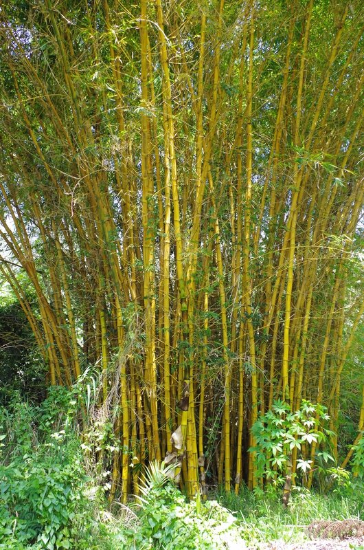 photo 1- Bambusa vulgaris 'Striata' en Nouvelle-Caledonie