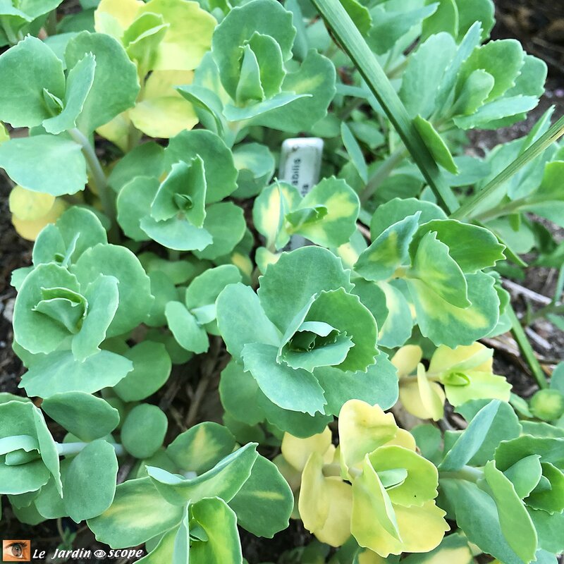 Sedum-Spectabilis-Brillant