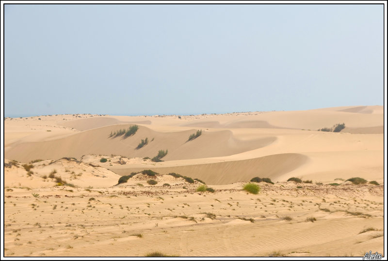 ces dunes de sable caractéristiques ne sont présentes qu'aux endroits ou le vent peut les sculpter...
