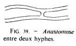 Joss fig 39