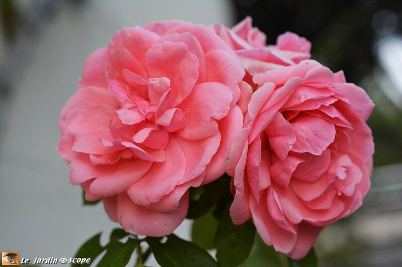 Rose-Kimono