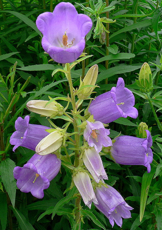 campanule à grandes fleurs