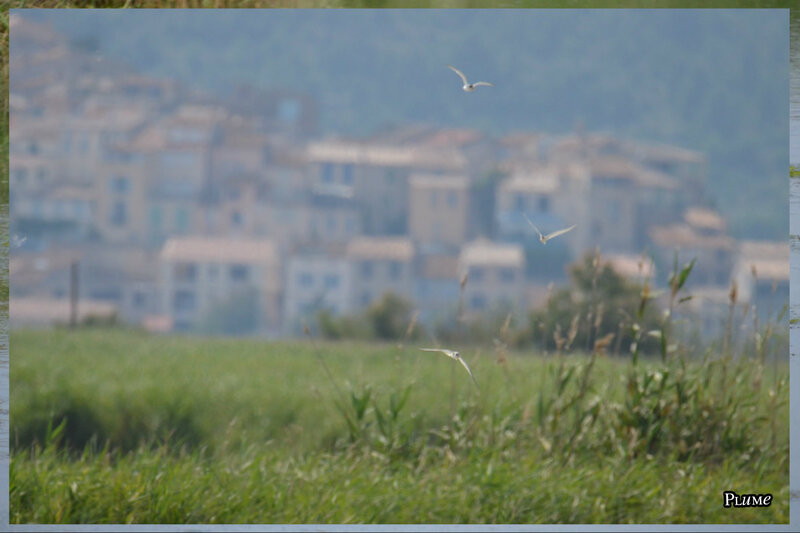 17 mouettes en vol