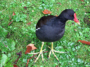 290px-IMG_8000-Rombergpark