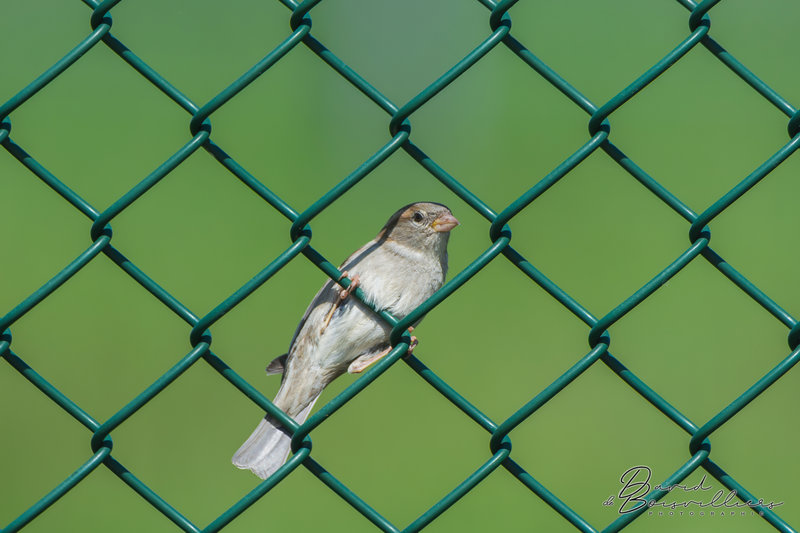 Moineau domestique (Passer domesticus) femelle