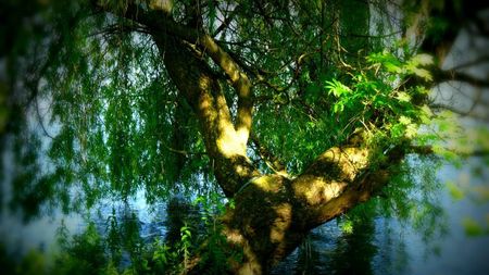 Saule pleureur