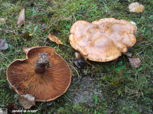 Paxille_enroule