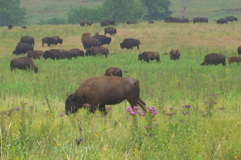 bison17