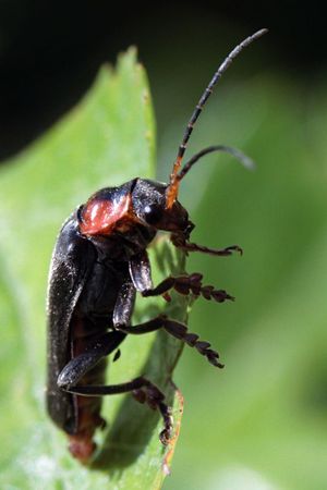 Insecte_2