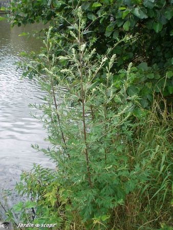 Artemisia‑vulgaris 2