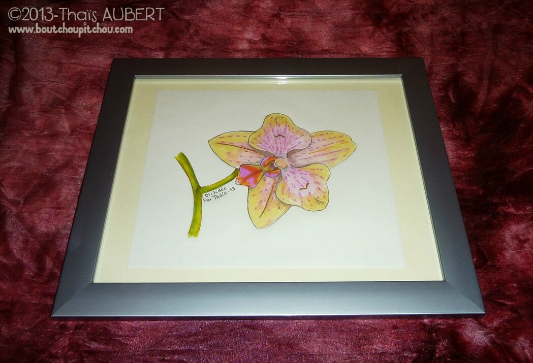 Orchidée