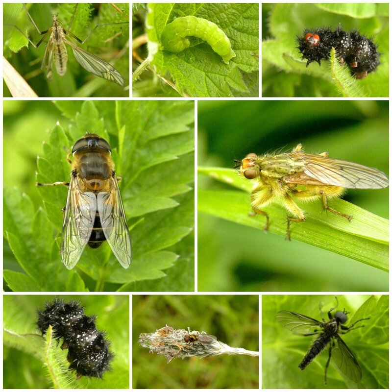 insectes avril 2016