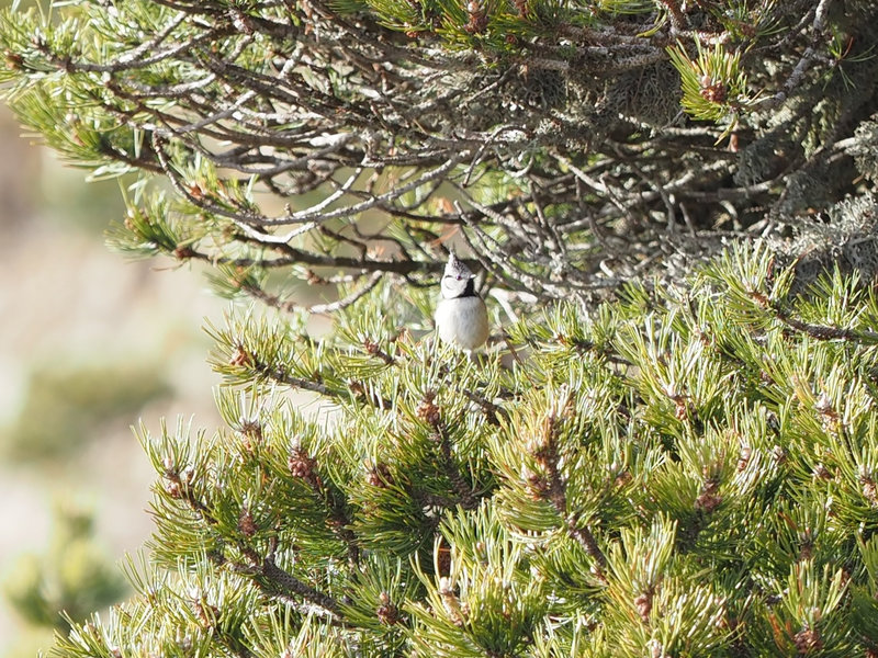 Mésange huppée