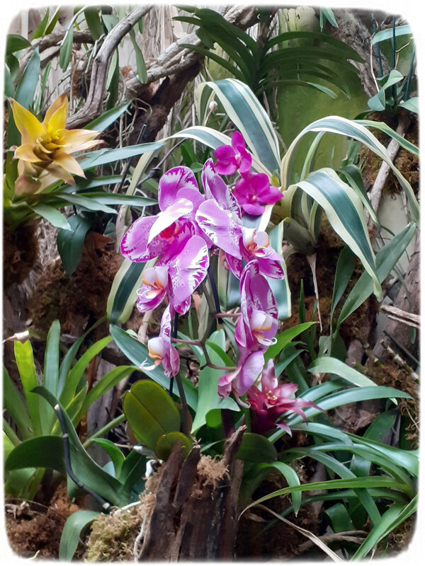 Orchidées 6