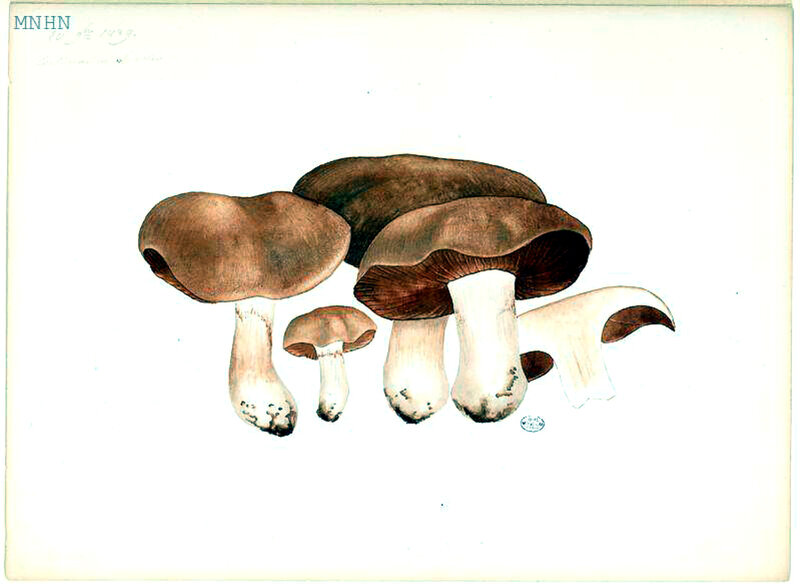 84 Cortinarius bivelus