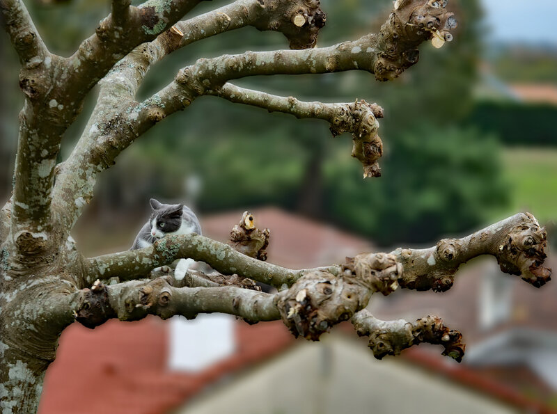 chat perché