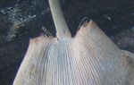 photo 26-Base externe arrondie de la languette de gaine de chaume S glaucifolium