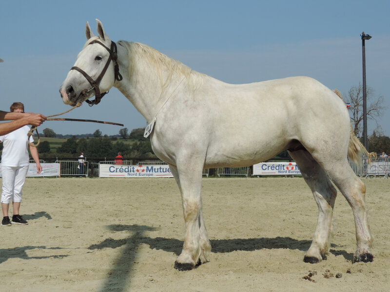 Iago 11 - 19 Septembre 2020 - Concours des Etalons Boulonnais - Samer (62) - 8e (2 ans - grandes tailles (1m65 et plus)) Non Approuvable (Consanguin)