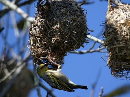 oiseau_bellier_240299