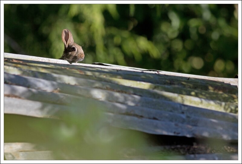 Plaine lapin toles 180514