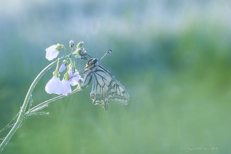 w_Machaon très flou_20170329_6875