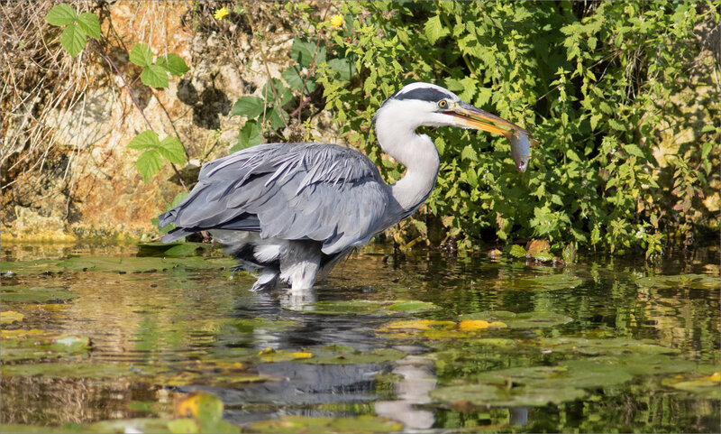 Ville matin oiseau héron pêche 100918 ym 14 poisson