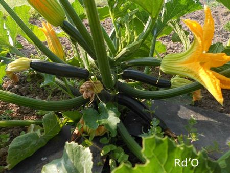courgettes-blog-03