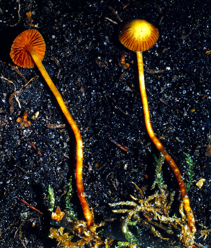 Galerina rubiginosa 1987 1025 (2)